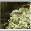 Platycnemis pennipes - Blaue Federlibelle 12.jpg